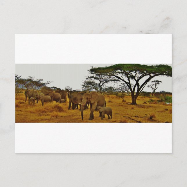 Elephant Family Postcard (Front)