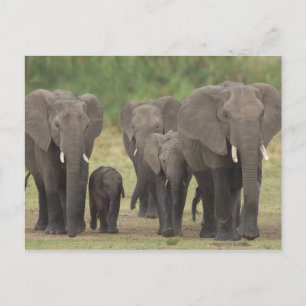 Elephant Family Postcard