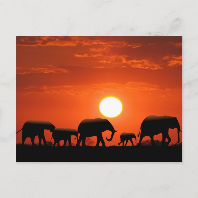 Elephant family postcard (Front)