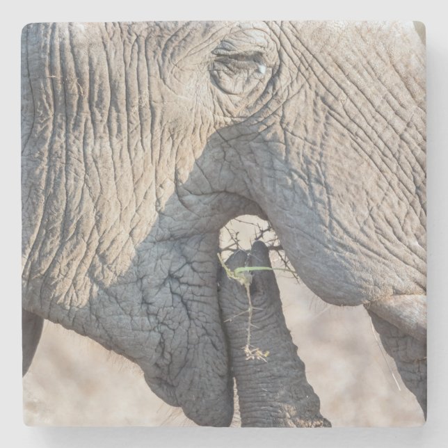 Elephant feeding stone coaster (Front)
