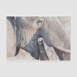 Elephant feeding tissue paper