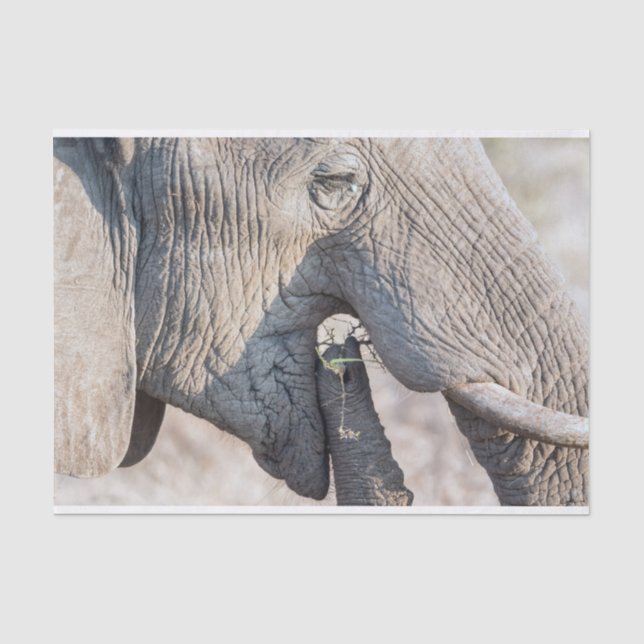 Elephant feeding tissue paper (Front)