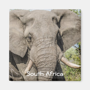 Elephant Fridge Magnet - South Africa