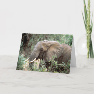 Elephant Greeting Card