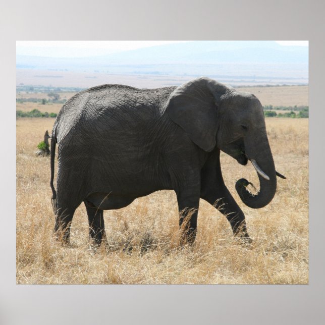 elephant grey poster (Front)