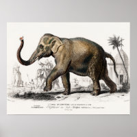 Elephant Illustration Vintage Art Print