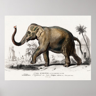 Elephant Illustration Vintage Art Print