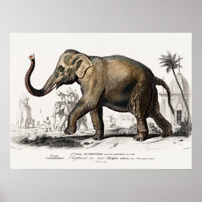 Elephant Illustration Vintage Art Print (Front)