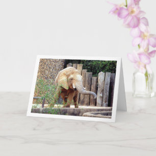 Elephant in Park Card