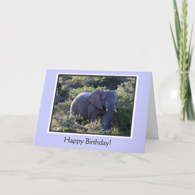 Elephant in Trees Happy Birthday Card (Front)