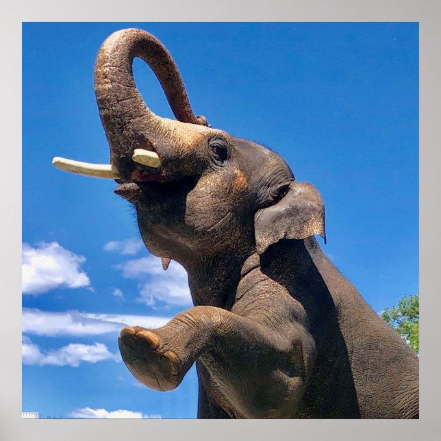 Elephant, Jungle, Safari, Nature Wall Poster (Front)