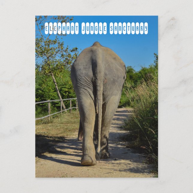 Elephant Jungle Sanctuary Postcard (Front)