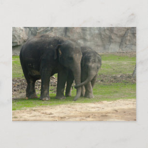 Elephant Loe Postcard