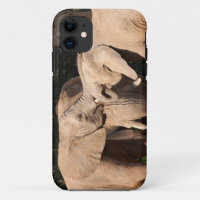 Elephant Love