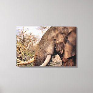 Elephant Lovers Art Canvas Print