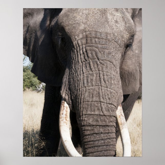 Elephant (Loxodonta african), Abu Camp 3 Poster (Front)