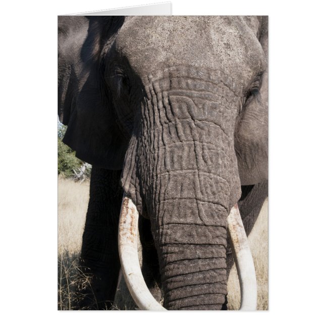 Elephant (Loxodonta africana), Abu Camp 3 (Front)