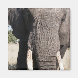 Elephant (Loxodonta africana), Abu Camp 3 Magnet
