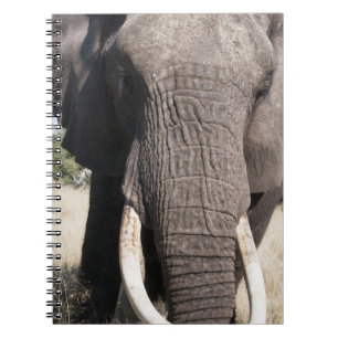 Elephant (Loxodonta africana), Abu Camp 3 Spiral Notebook
