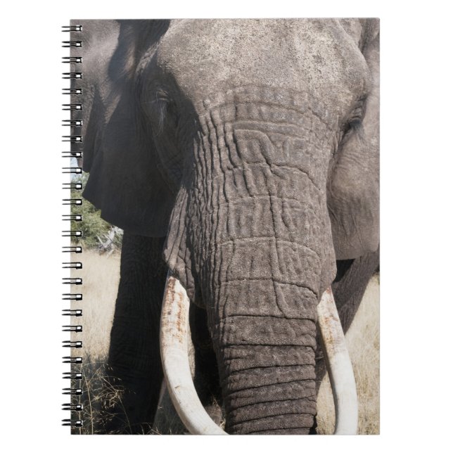Elephant (Loxodonta africana), Abu Camp 3 Spiral Notebook (Front)