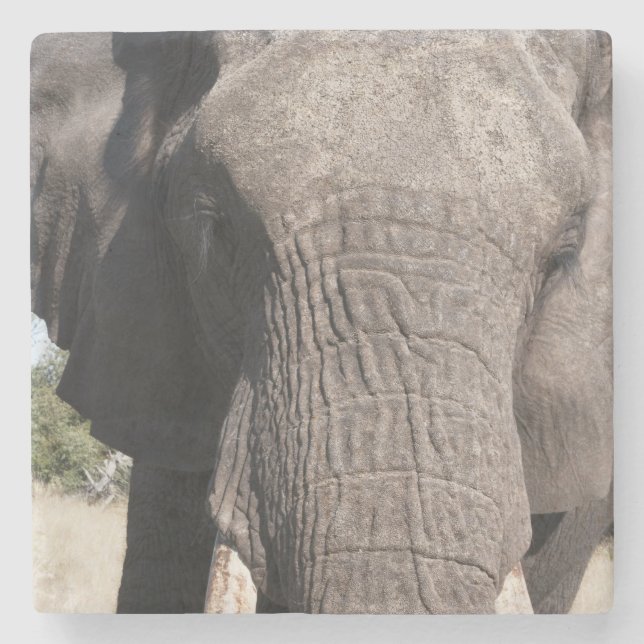 Elephant (Loxodonta africana), Abu Camp 3 Stone Coaster (Front)