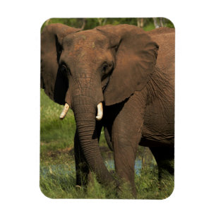 Elephant (Loxodonta Africana), Hwange National Magnet