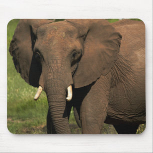 Elephant (Loxodonta Africana), Hwange National Mouse Pad