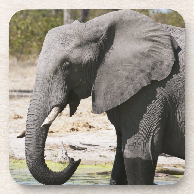 Elephant (Loxodonta africana), Savute Channel Coaster (Front)