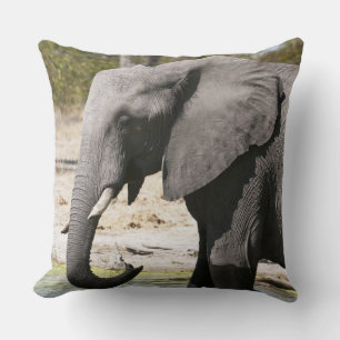 Elephant (Loxodonta africana), Savute Channel Cushion