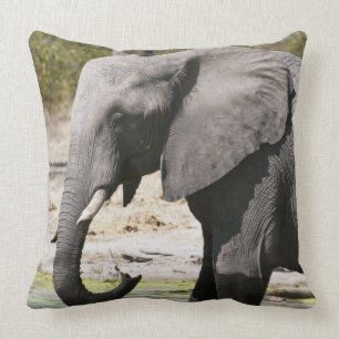 Elephant (Loxodonta africana), Savute Channel Cushion