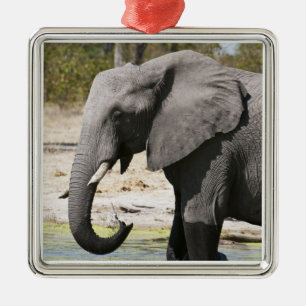 Elephant (Loxodonta africana), Savute Channel Metal Tree Decoration