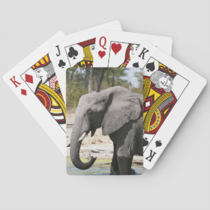 Elephant (Loxodonta africana), Savute Channel Playing Cards