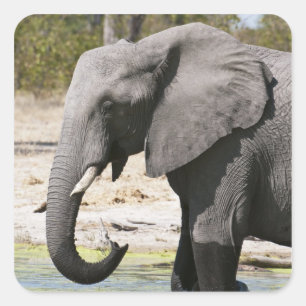 Elephant (Loxodonta africana), Savute Channel Square Sticker