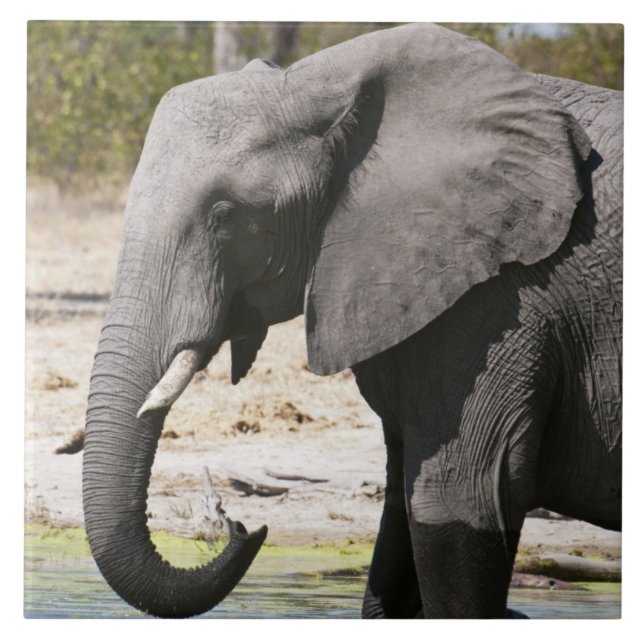 Elephant (Loxodonta africana), Savute Channel Tile (Front)