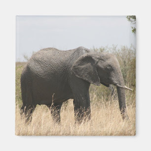elephant magnet