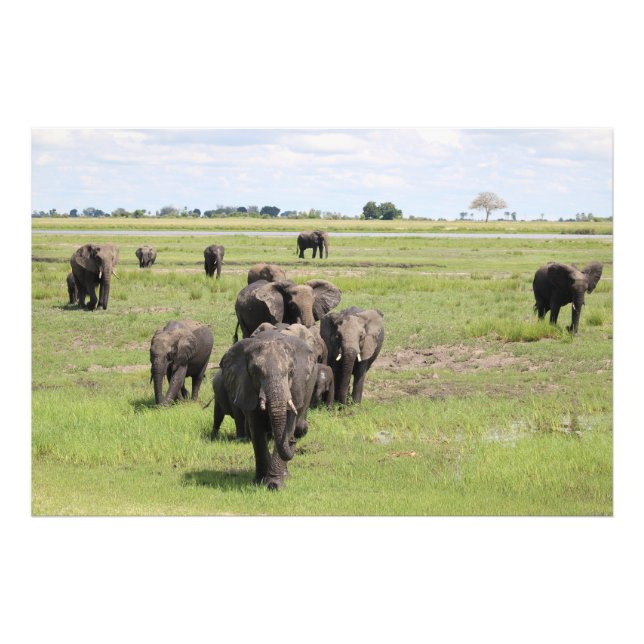Elephant Migration Photo Print (Front)