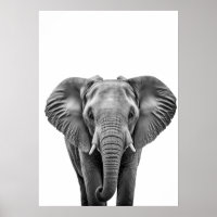 Elephant Modern Black White
