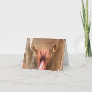Elephant Mouth Notecard