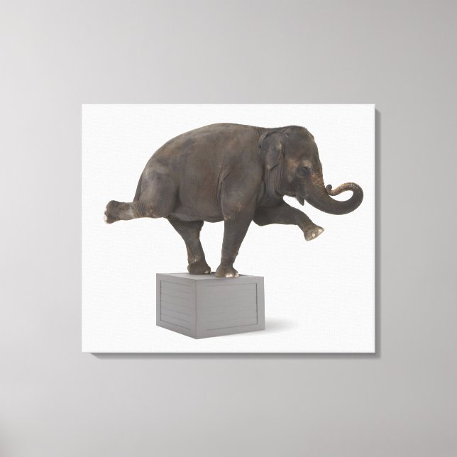 Elephant performing trick on box canvas print (Front)