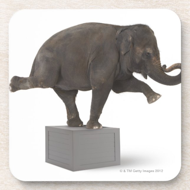 Elephant performing trick on box coaster (Front)