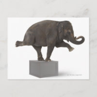 Elephant performing trick on box