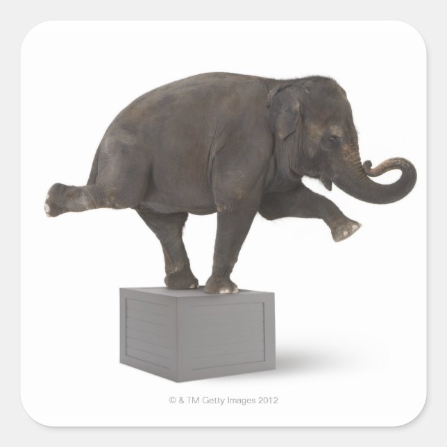 Elephant performing trick on box square sticker (Front)