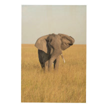 Elephant Photo in a Natural African Setting