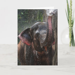 ELEPHANT PHOTOGRAPH FUNNY SPLASH BIRTHDAY CARD