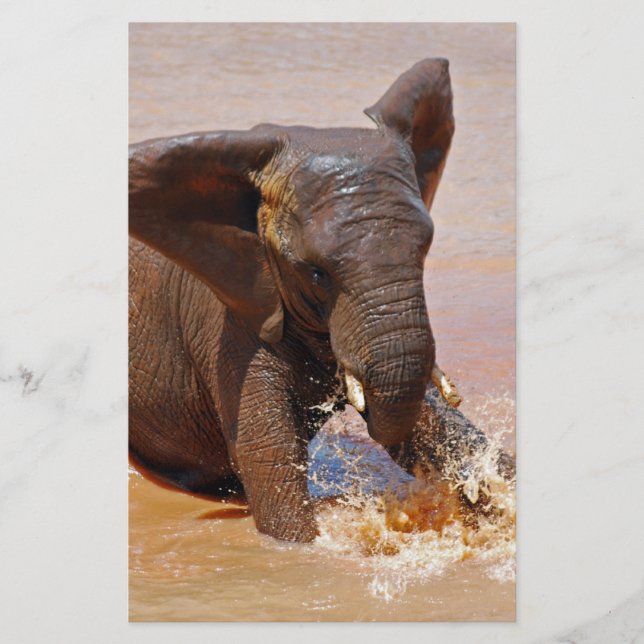 Elephant playing with water (Front)