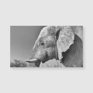 Elephant portrait