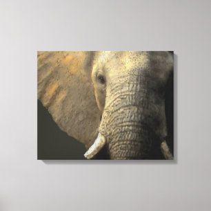 Elephant Portrait Canvas Print
