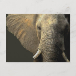 Elephant Portrait Postcard