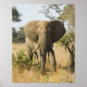 Elephant Portrait Poster