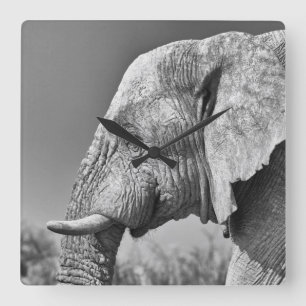 Elephant portrait square wall clock